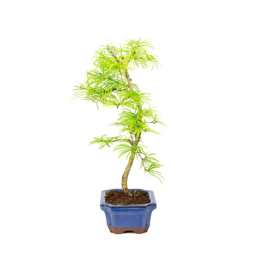 Pseudolarix form blå rektangulær krukke 15 cm, højde ~35 cm