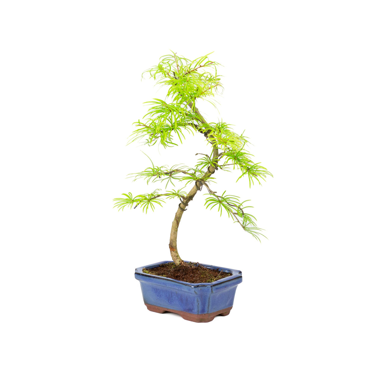 Pseudolarix form blå rektangulær krukke 15 cm, højde ~35 cm