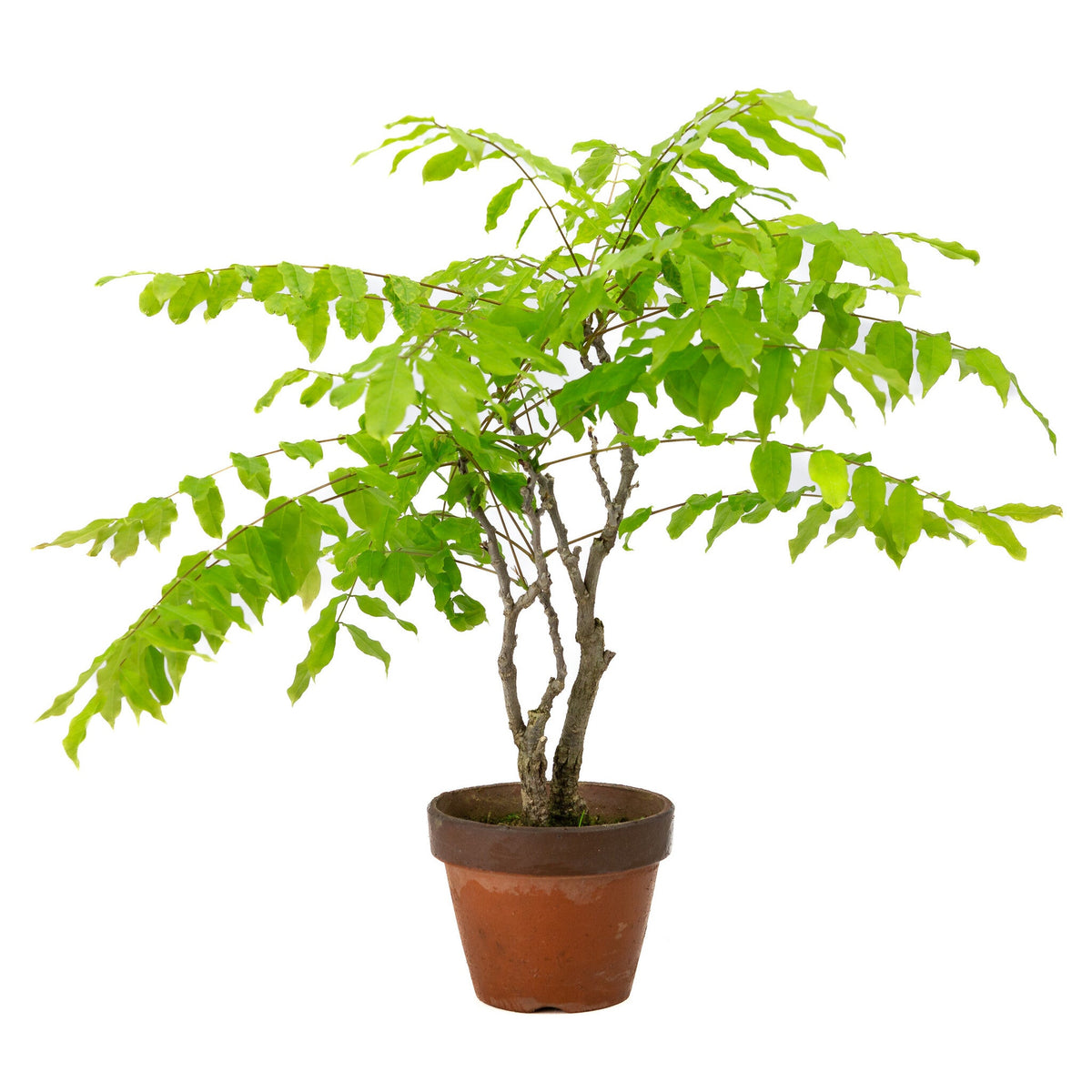 Buiten Bonsai Wisteria floribunda terracotta pot 12cm, hoogte ~44cm