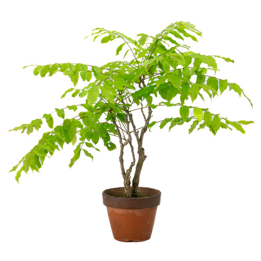 Buiten Bonsai Wisteria floribunda terracotta pot 12cm, hoogte ~44cm