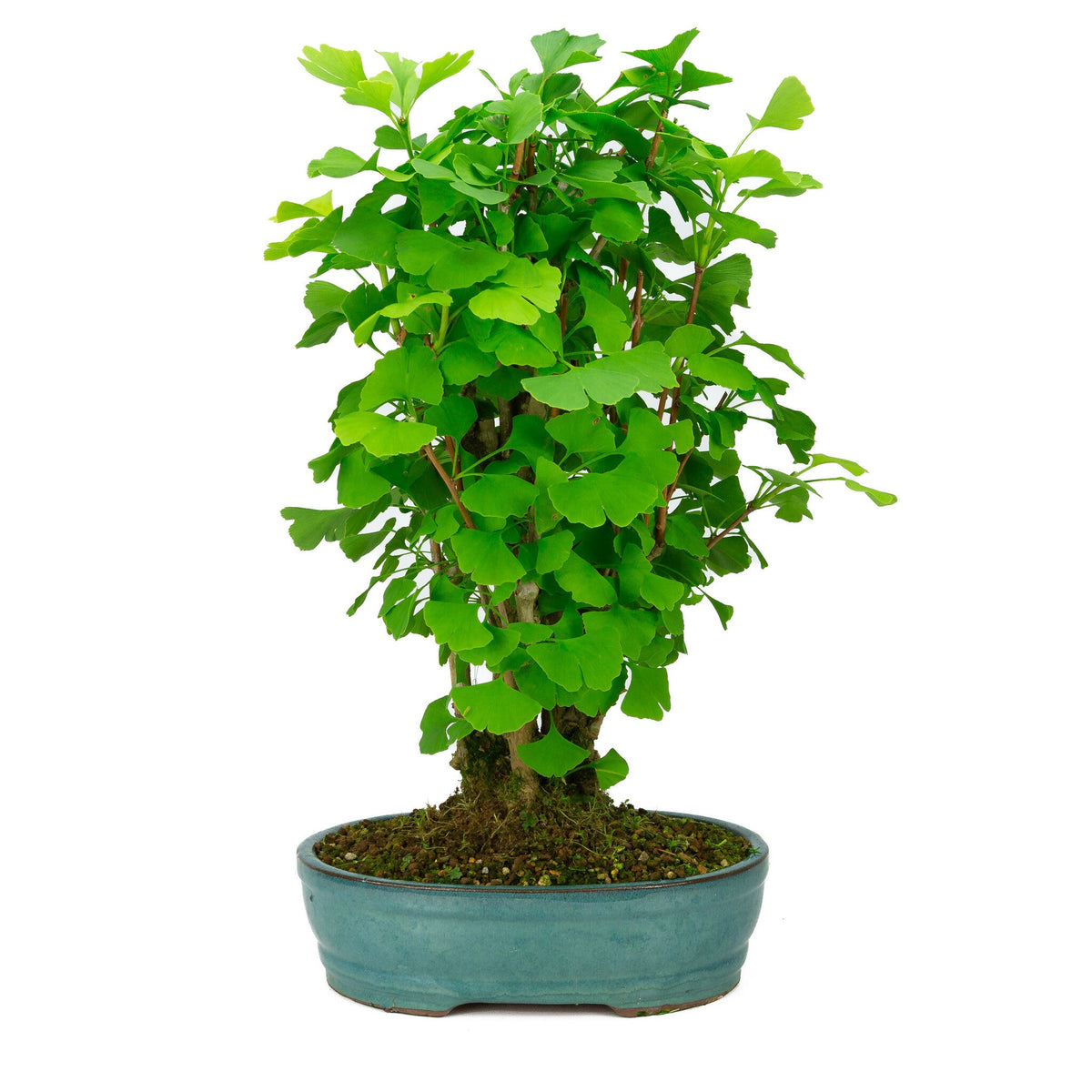 Buiten Bonsai Ginkgo biloba groene ovale pot 27cm, hoogte ~51cm