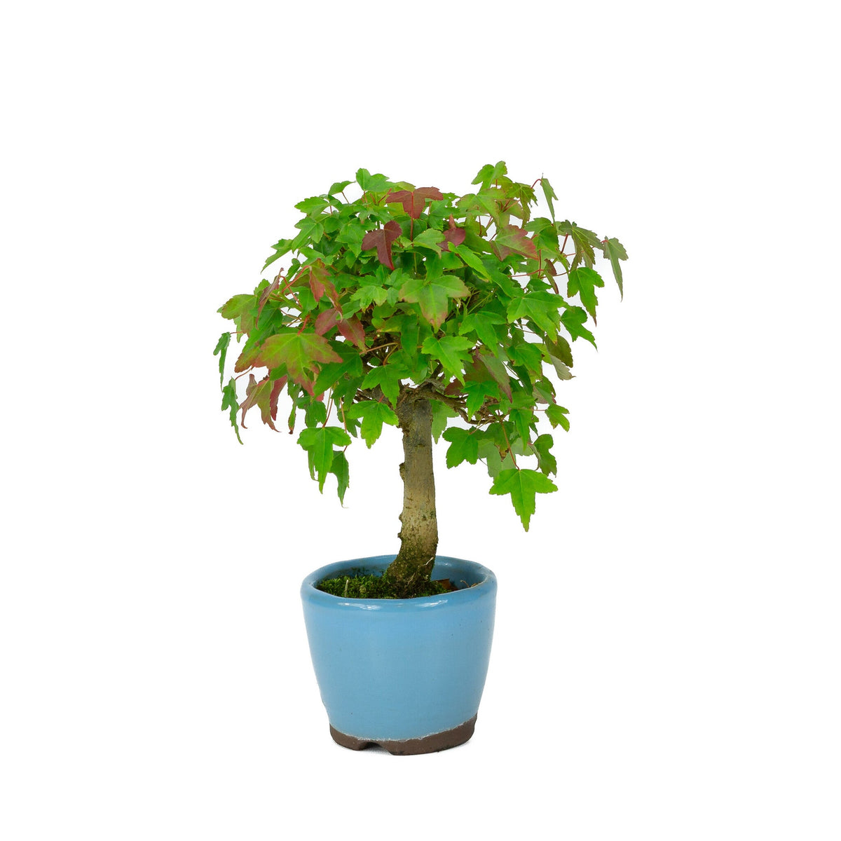Buiten Shohin Bonsai Acer buergerianum licht blauwe ronde pot 8cm, hoogte ~23cm