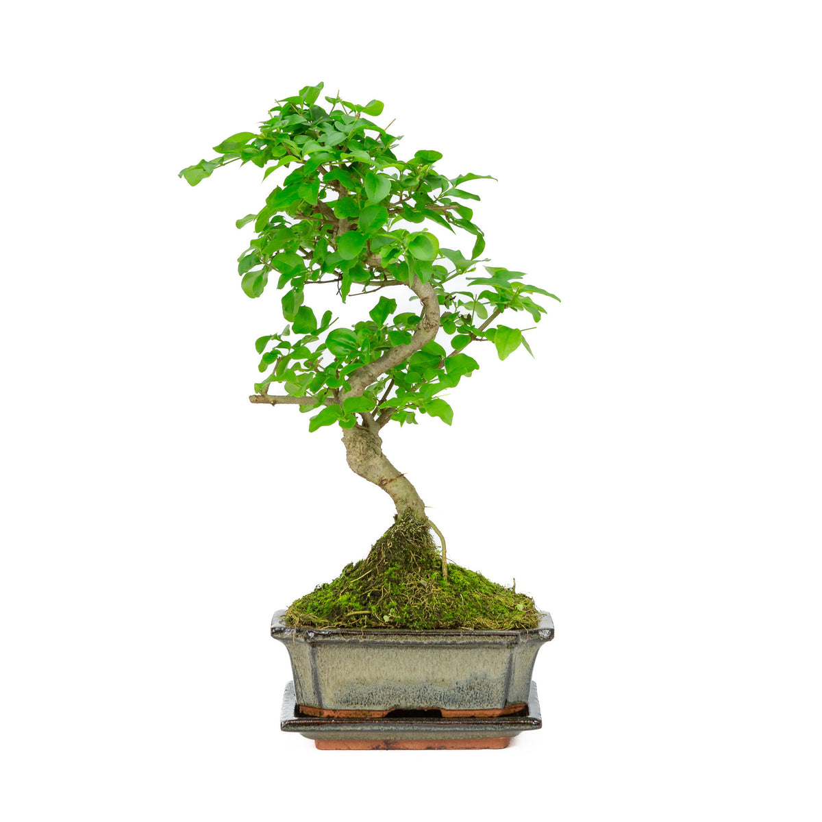 Binnen Bonsai Ligustrum sinensis shape groene rechthoekige pot 15cm, hoogte ~ 28cm