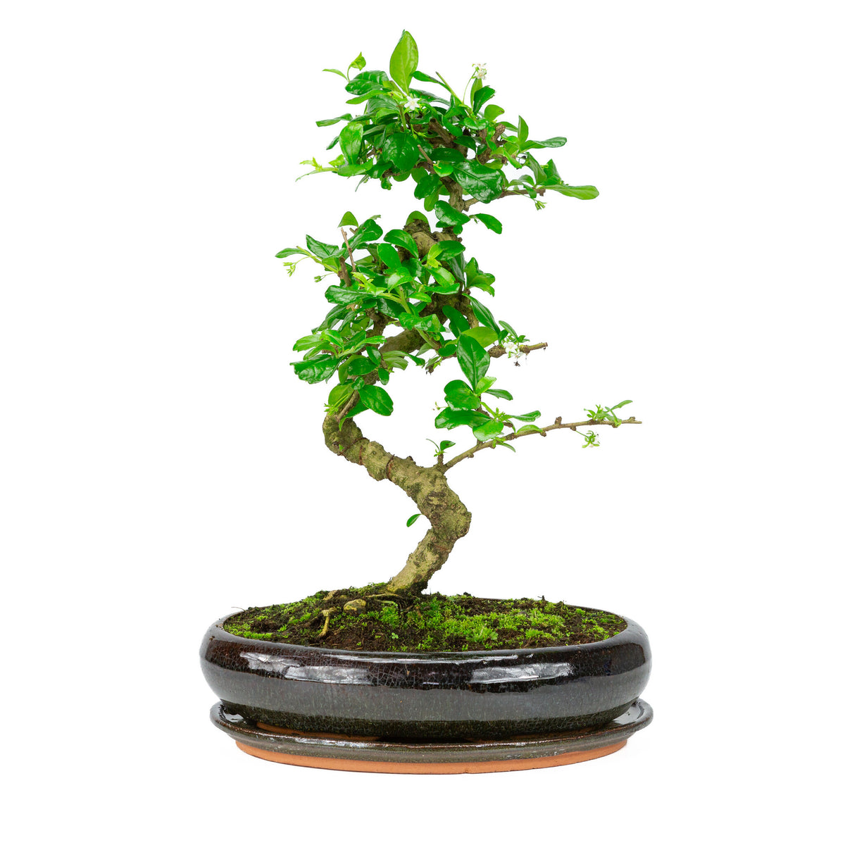Binnen Bonsai Carmona macrophylla shape groene ovale pot 29cm, hoogte ~45cm