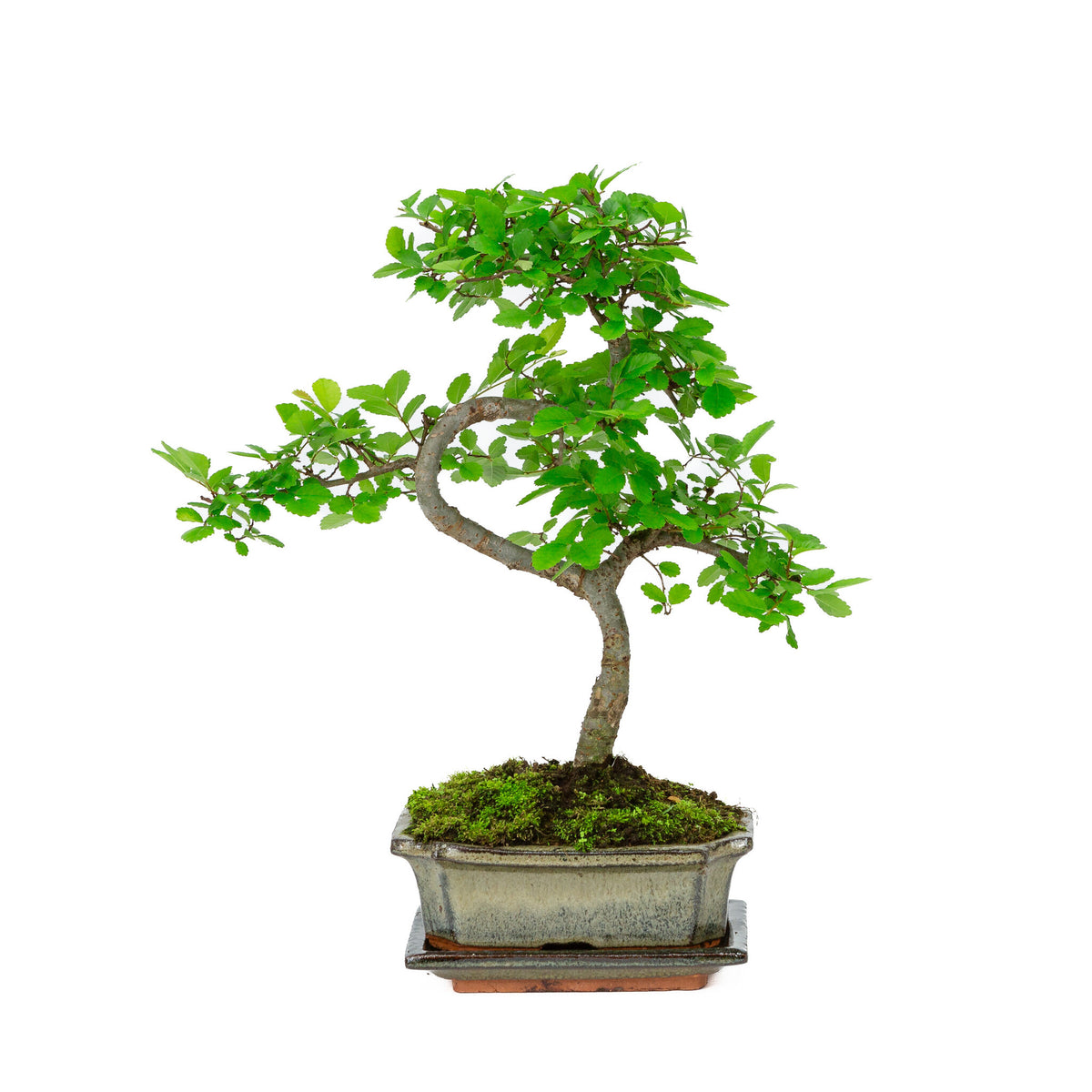 Binnen Bonsai Zelkova shape groene rechthoekige pot 15cm, hoogte ~ 30cm