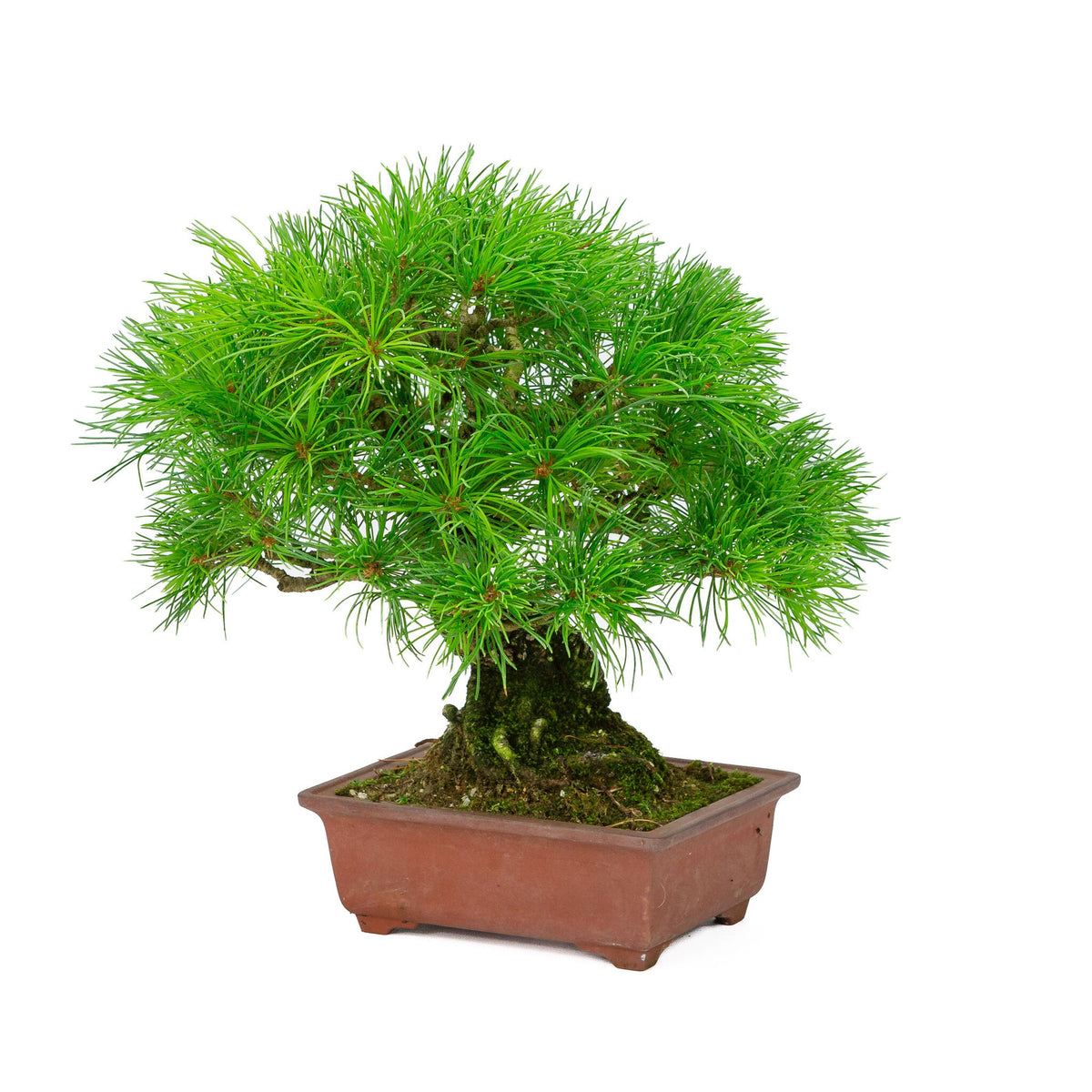 Buiten Bonsai Pinus parviflora ongeglazuurde rechthoekige pot 15cm, hoogte ~28cm