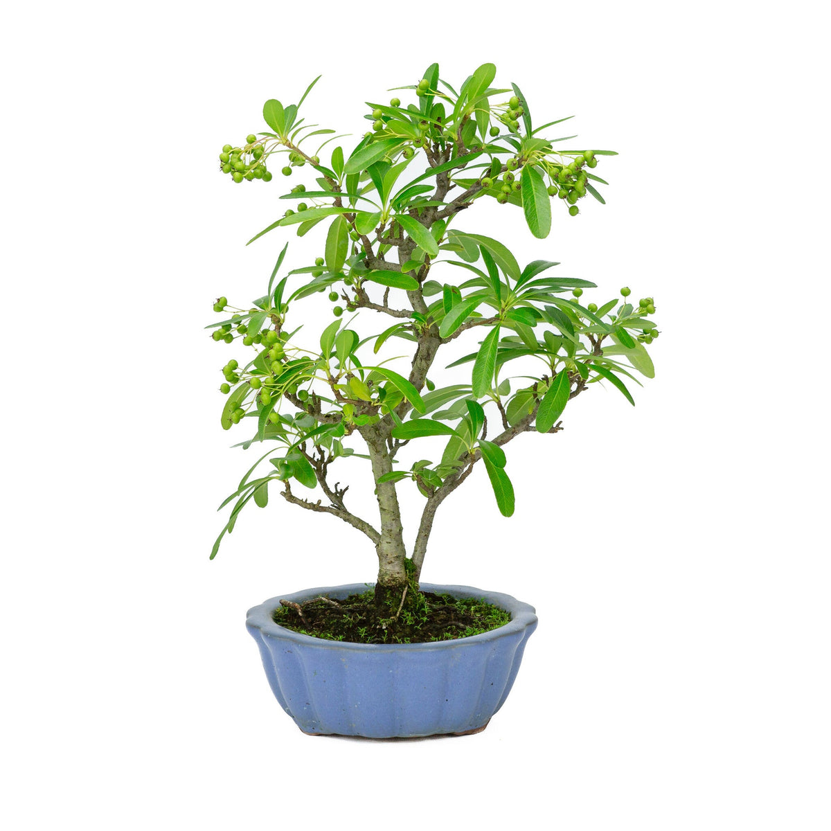 Buiten Bonsai Pyracantha licht blauwe ronde pot 15cm, hoogte ~34cm