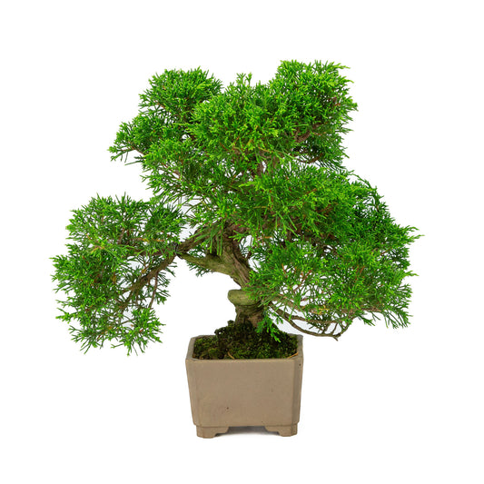 Buiten Bonsai Juniperus chinensis ongeglazuurde vierkant 10cm, hoogte ~33cm