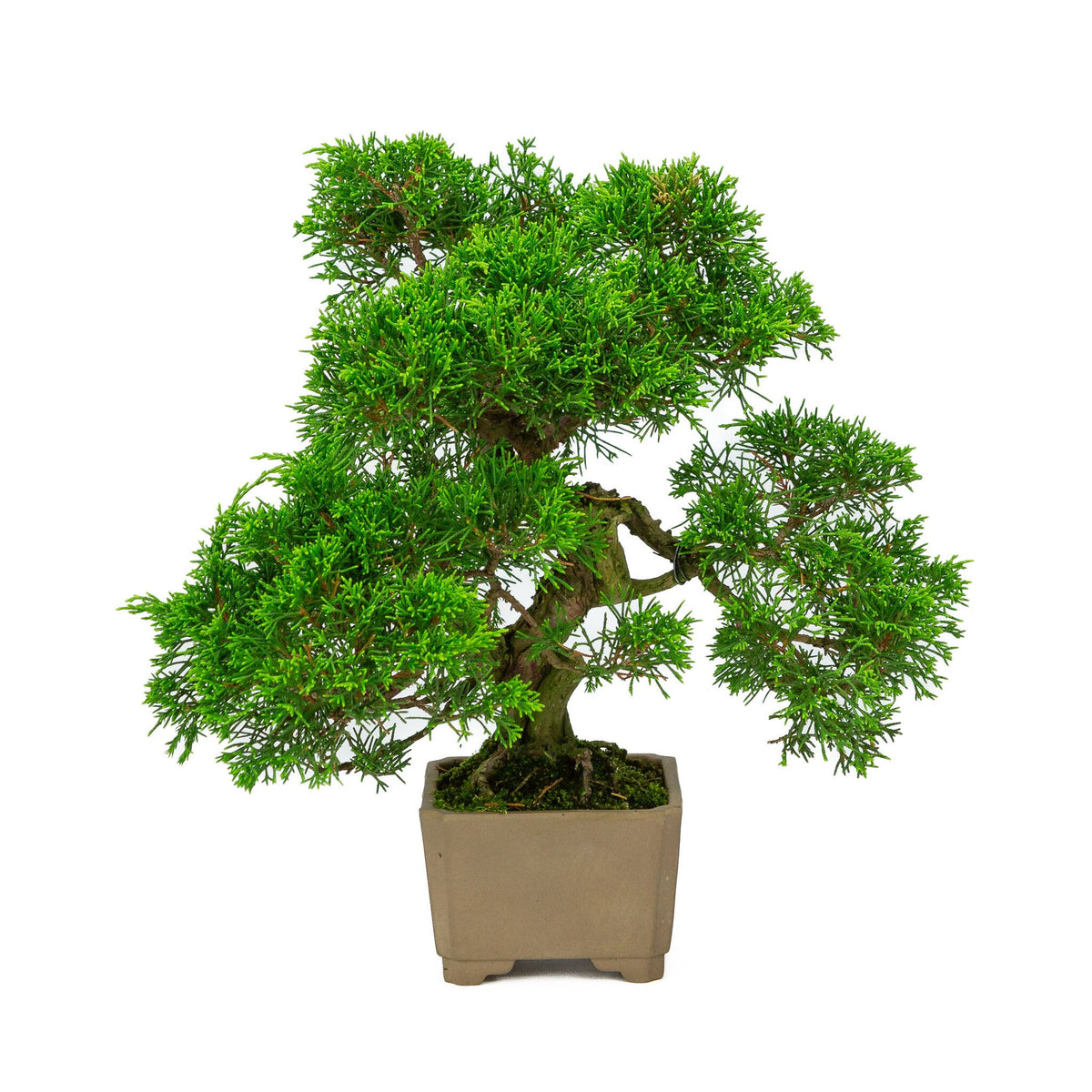 Buiten Bonsai Juniperus chinensis ongeglazuurde vierkant 10cm, hoogte ~33cm