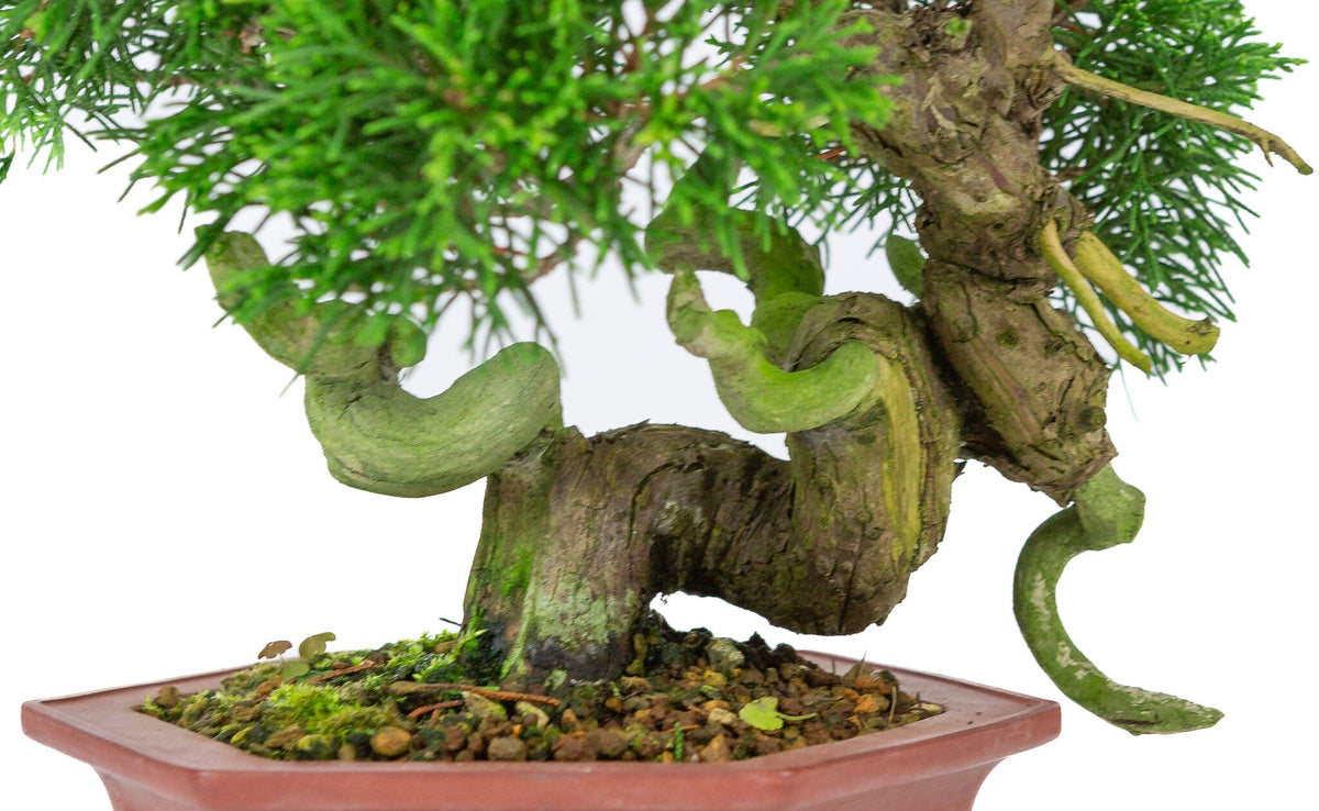 Buiten Bonsai Juniperus chinensis ongeglazuurde zeshoekige pot 18cm, hoogte ~28cm