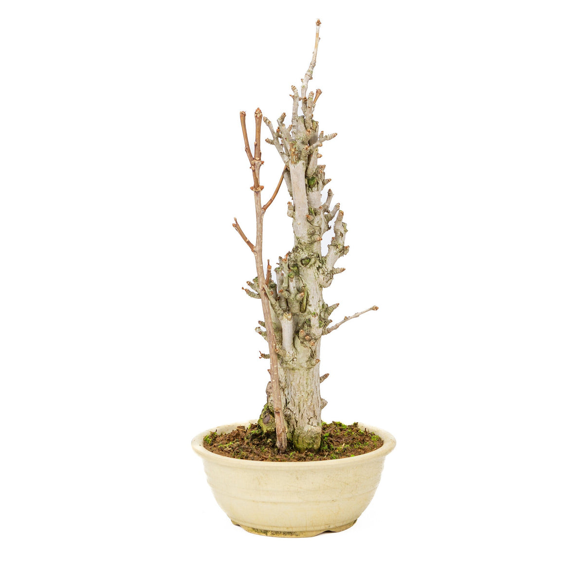 Buiten Bonsai Ginkgo biloba creme ronde pot 20cm, hoogte ~50cm