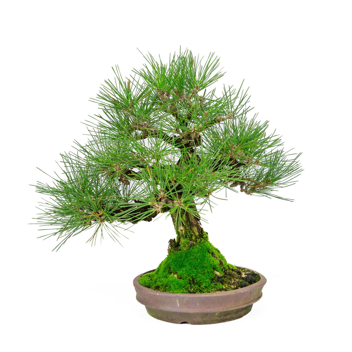Buiten Bonsai Pinus thunbergii ronde ongeglazuurde pot 20cm, hoogte ~37cm