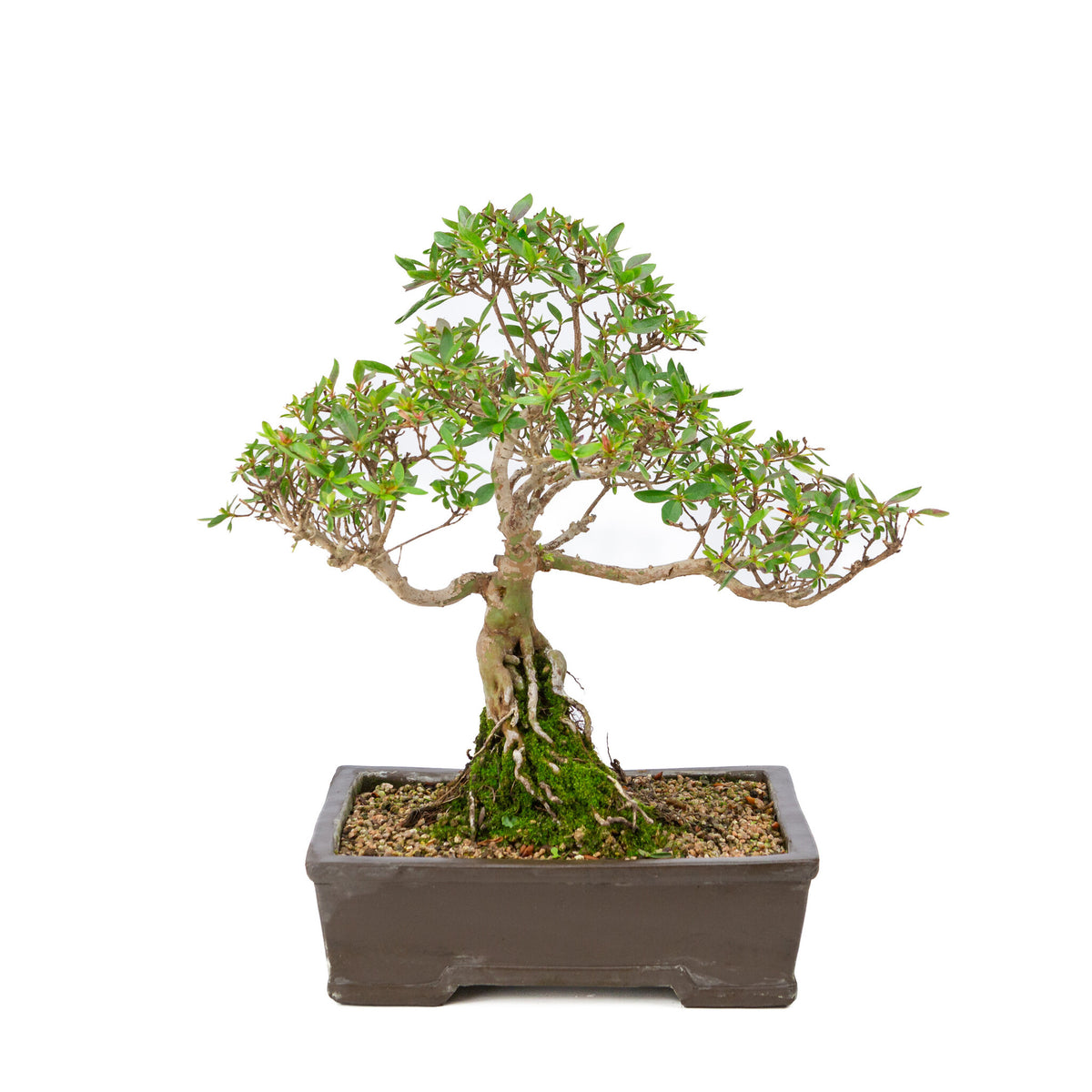 Buiten Bonsai Rhododendron indicum ongeglazuurde rechthoekige pot 25cm, hoogte ~41cm