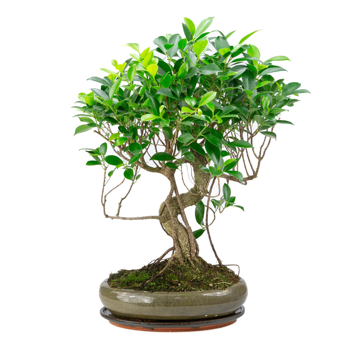 Binnen Bonsai Ficus retusa shape groene ovale pot 29cm, hoogte ~ 47cm