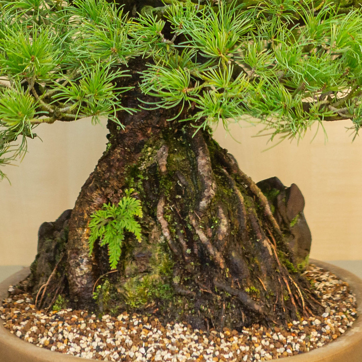 Pinus thunbergii met steen ongeglazuurde ovale pot 50 cm, hoogte ~58cm
