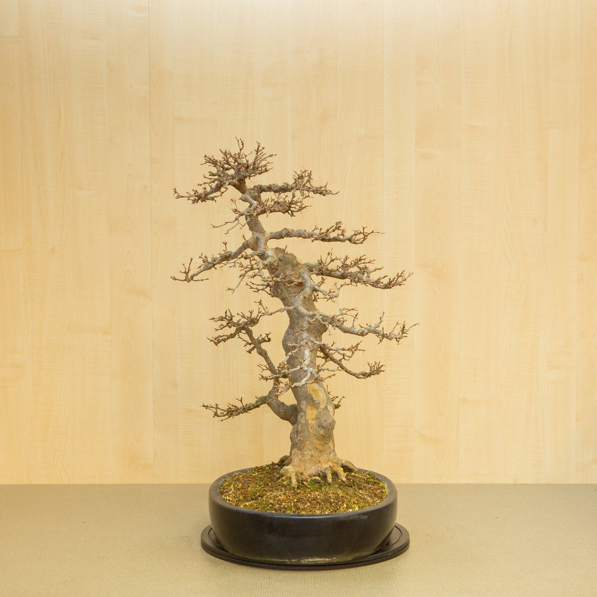 Buiten Bonsai Acer buergerianum blauwe ovale pot 48 cm, hoogte ~77 cm
