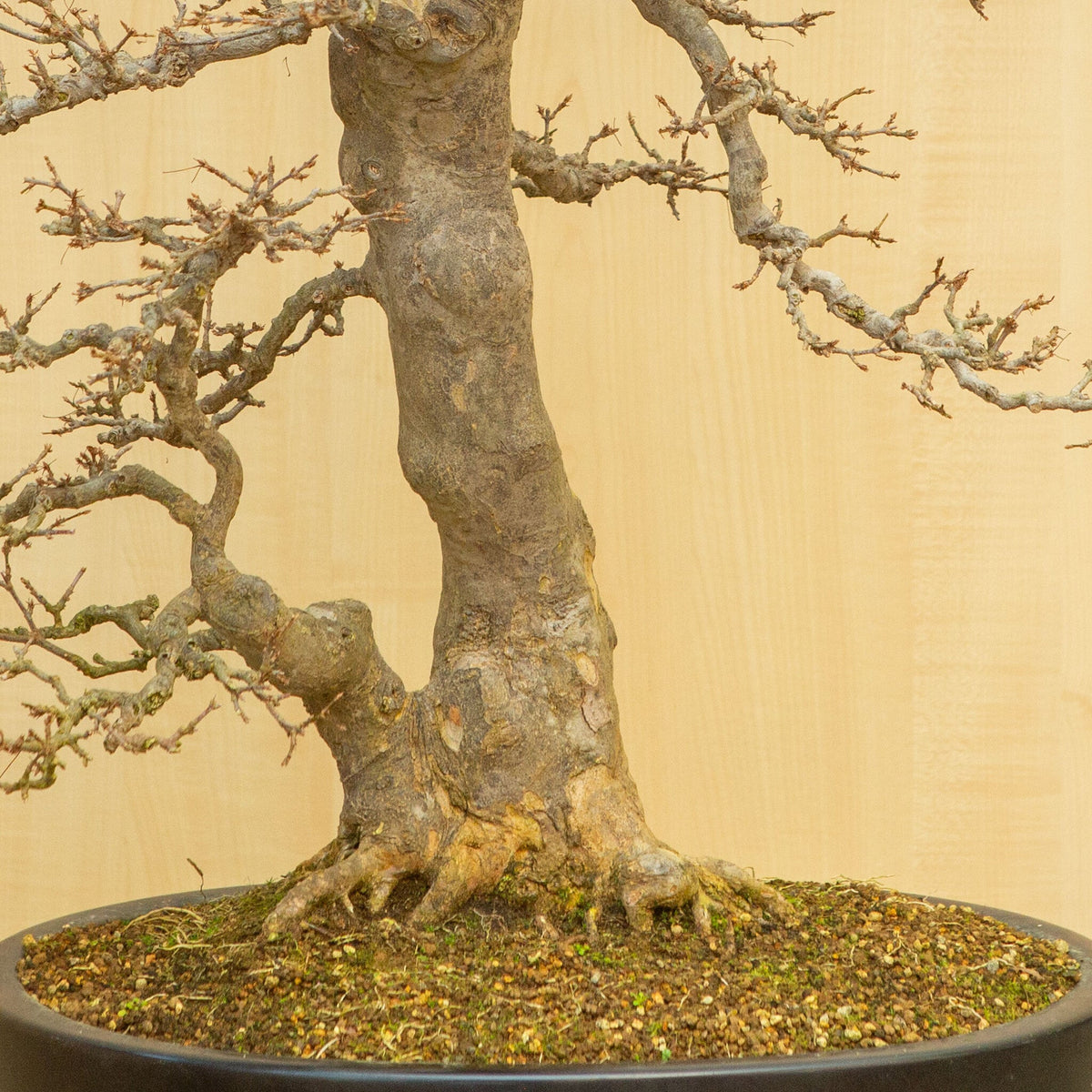 Buiten Bonsai Acer buergerianum blauwe ovale pot 48 cm, hoogte ~77 cm