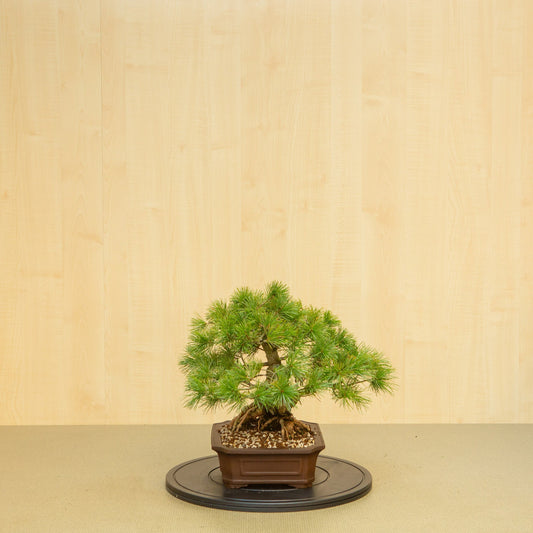 Buiten Bonsai Pinus parviflora ongeglazuurde Mokko pot 26 cm, hoogte ~37 cm