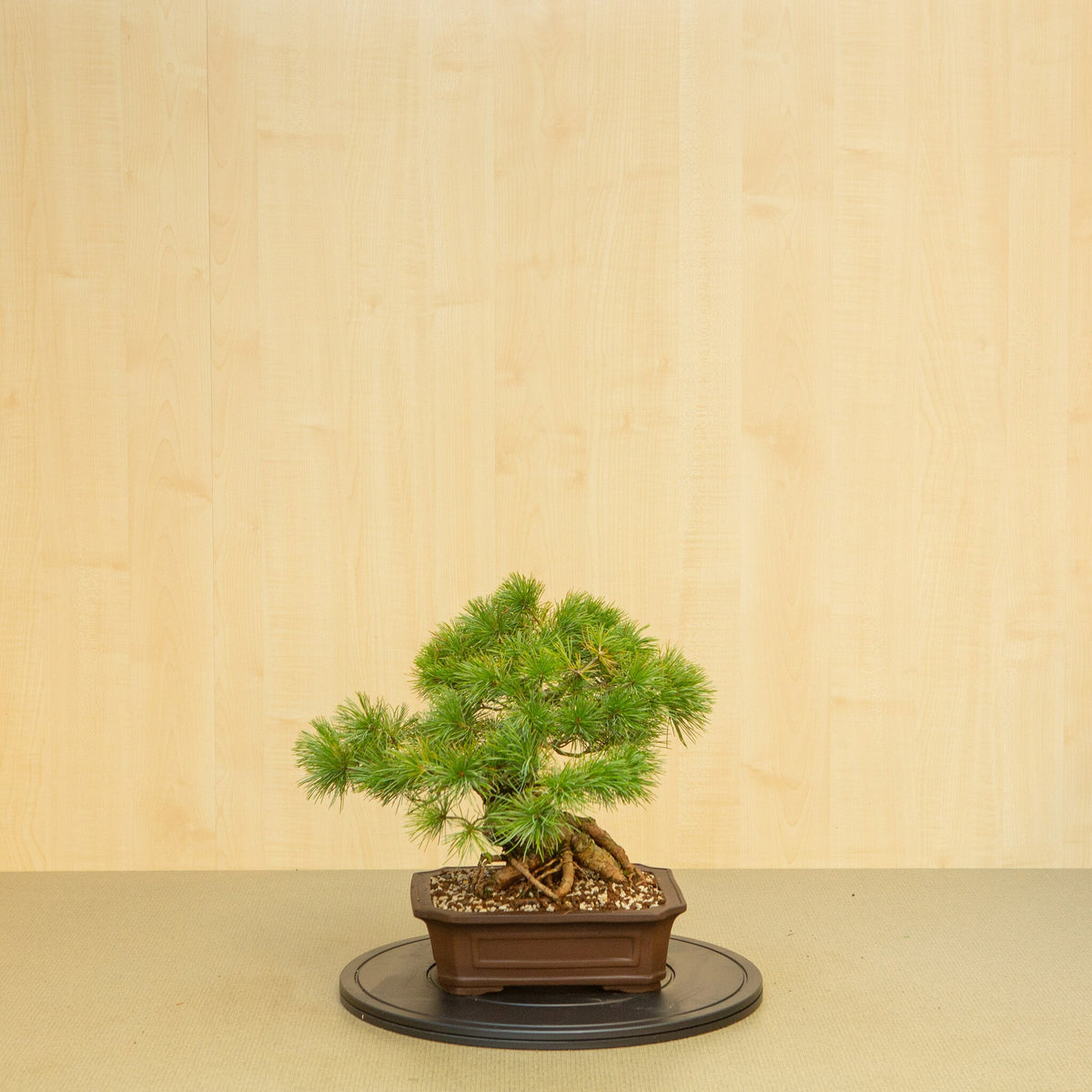 Buiten Bonsai Pinus parviflora ongeglazuurde Mokko pot 26 cm, hoogte ~37 cm