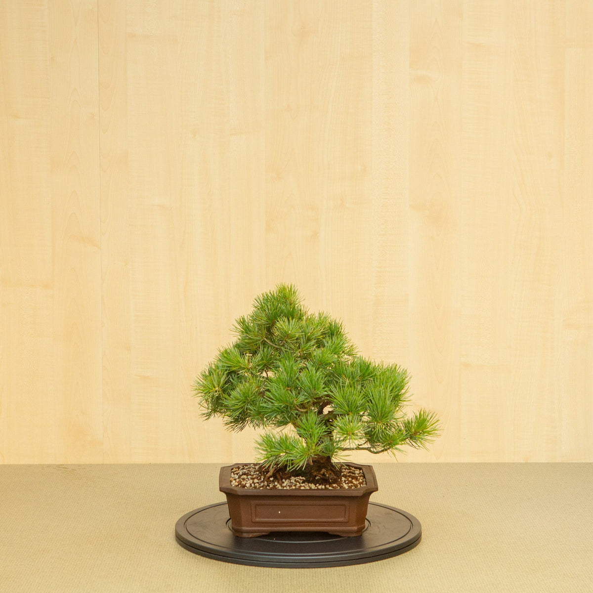 Buiten Bonsai Pinus parviflora ongeglazuurde Mokko pot 25 cm, hoogte ~39 cm
