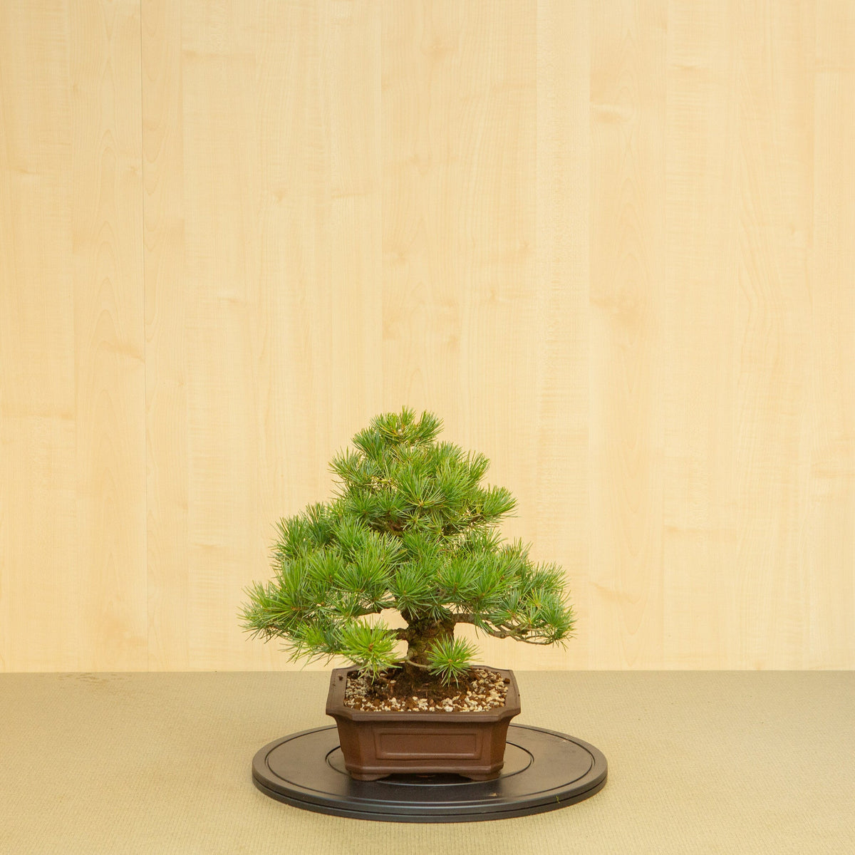 Buiten Bonsai Pinus parviflora ongeglazuurde Mokko pot 25 cm, hoogte ~39 cm