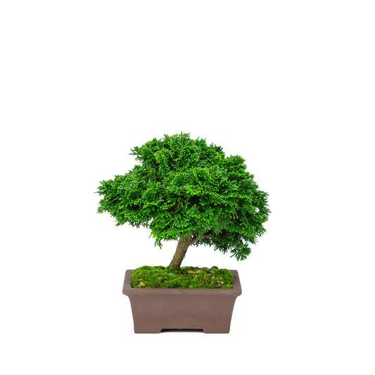 Buiten Bonsai Chamaecyparis obtusa ongeglazuurde rechthoekige pot 13cm, hoogte ~22cm