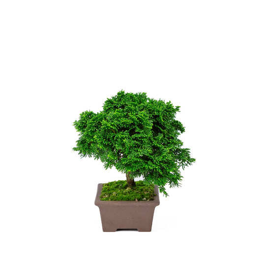 Buiten Bonsai Chamaecyparis obtusa ongeglazuurde rechthoekige pot 13cm, hoogte ~22cm