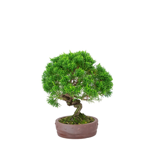 Buiten Bonsai Juniperus chinensis 'Itoigawa' ongeglazuurde ronde trommel pot 14cm, hoogte ~27cm