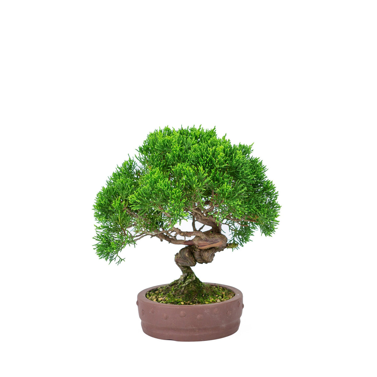 Buiten Bonsai Juniperus chinensis 'Itoigawa' ongeglazuurde ronde trommel pot 14cm, hoogte ~27cm