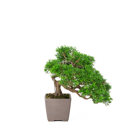 Buiten Bonsai Juniperus chinensis 'Itoigawa' ongeglazuurde vierkant 9cm, hoogte ~25cm