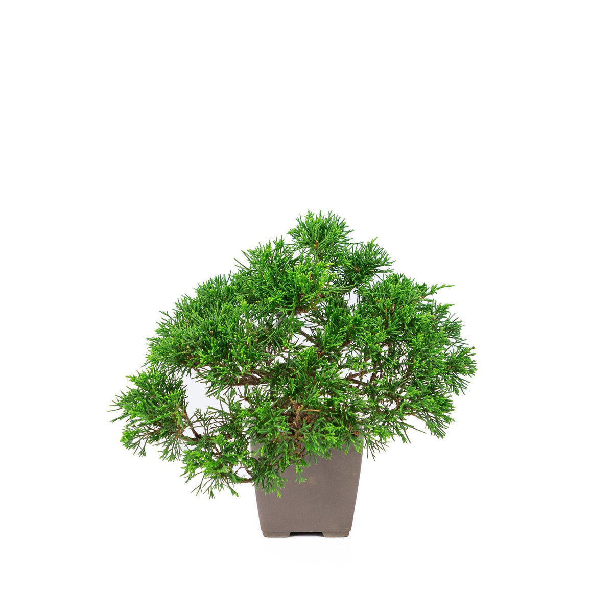 Buiten Bonsai Juniperus chinensis 'Itoigawa' ongeglazuurde vierkant 9cm, hoogte ~25cm