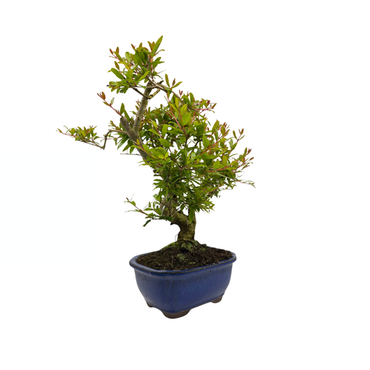 Punica granatum (granatæble), højde ~35 cm