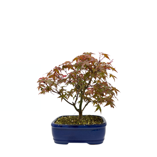 Acer palmatum 'Deshojo' (japansk løn), højde ~28 cm