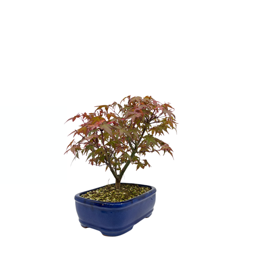 Acer palmatum 'Deshojo' (japansk løn), højde ~28 cm