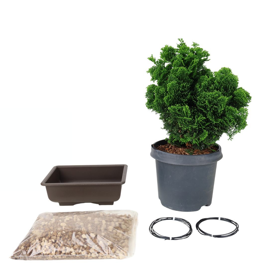 Startpakke Chamaecyparis obtusa (Hinoki-cypres)