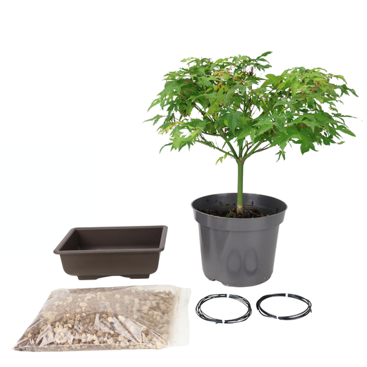 Startpakke Acer palmatum (Japansk ahorn)