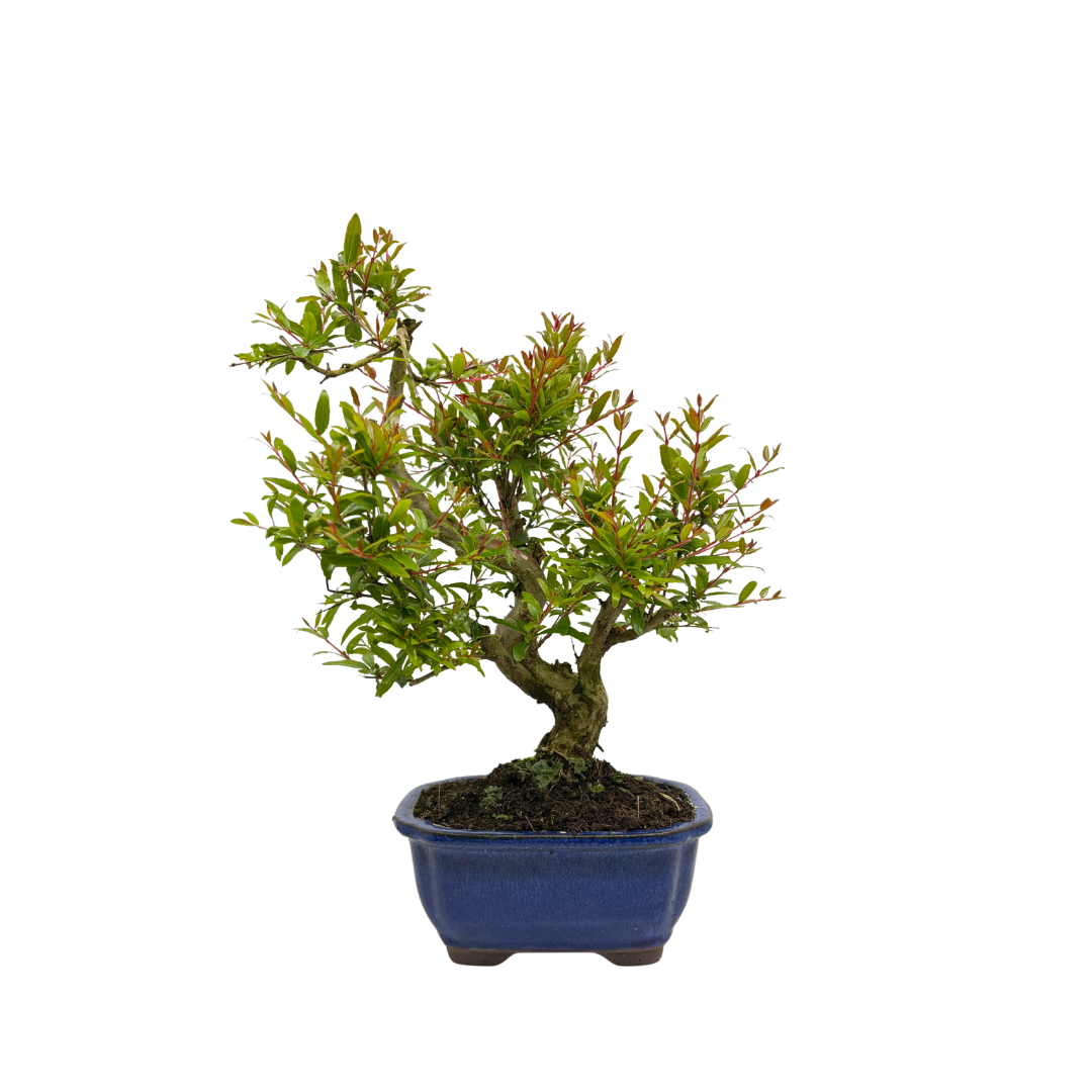 Punica granatum (granatæble), højde ~35 cm