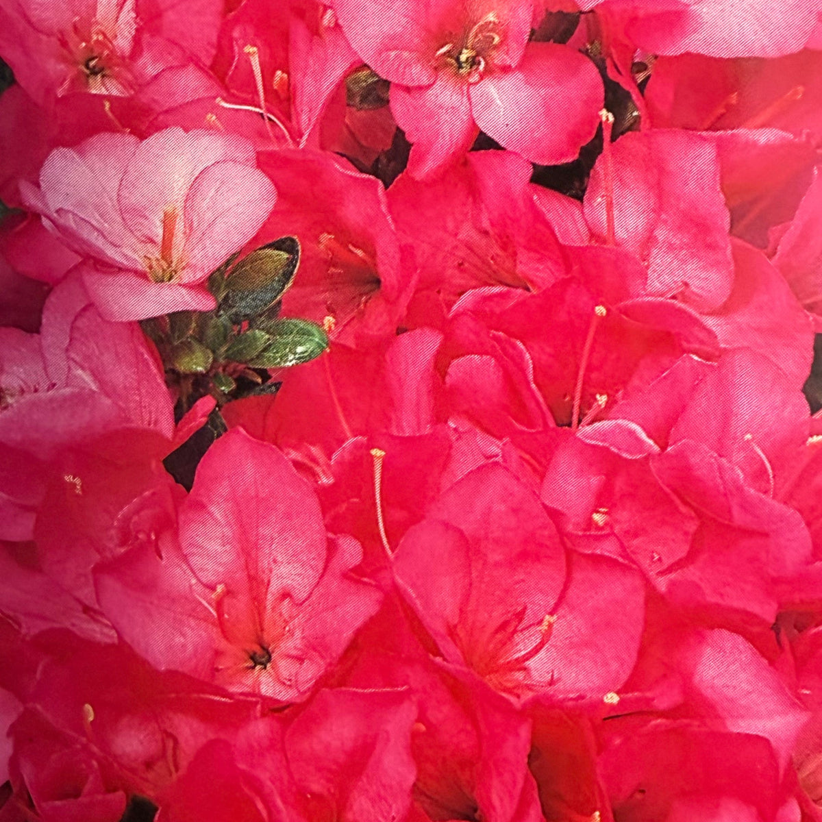 Startpakke Azalea japonica