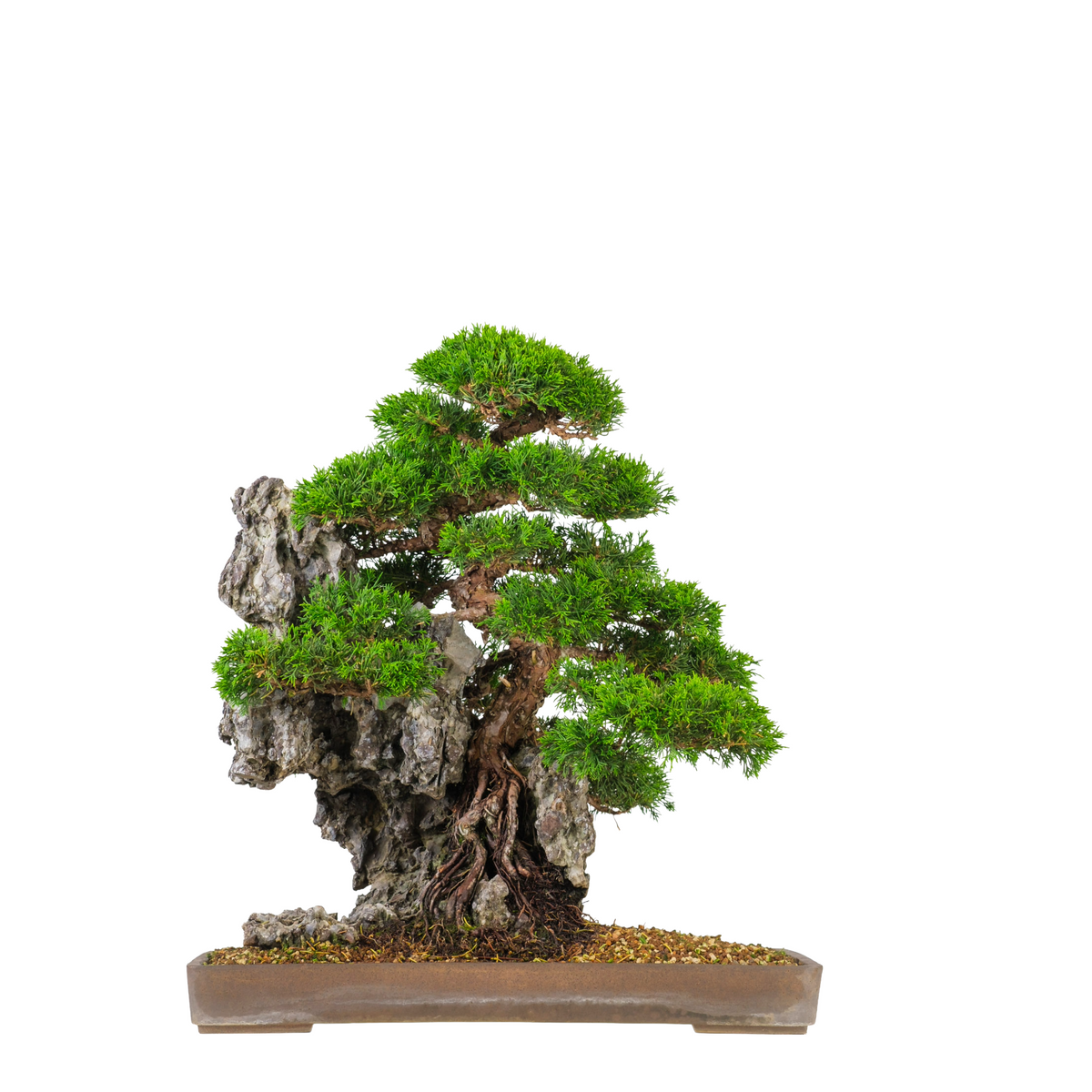 Juniperus chinensis (Kinesisk enebær) nr. 89, højde ~52 cm