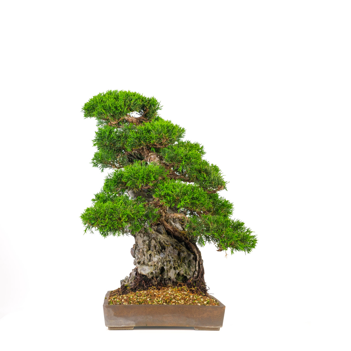 Juniperus chinensis (Kinesisk enebær) nr. 89, højde ~52 cm