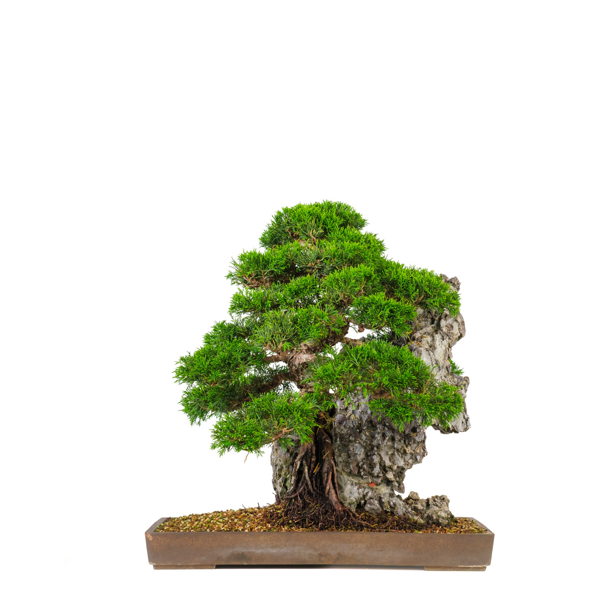 Juniperus chinensis (Kinesisk enebær) nr. 89, højde ~52 cm