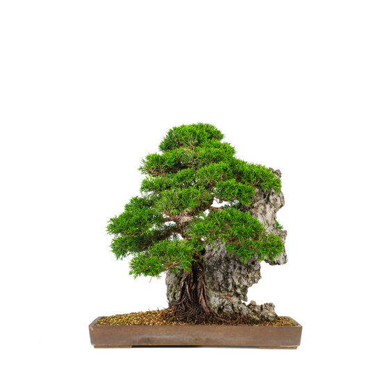 Juniperus chinensis (Kinesisk enebær) nr. 89, højde ~52 cm