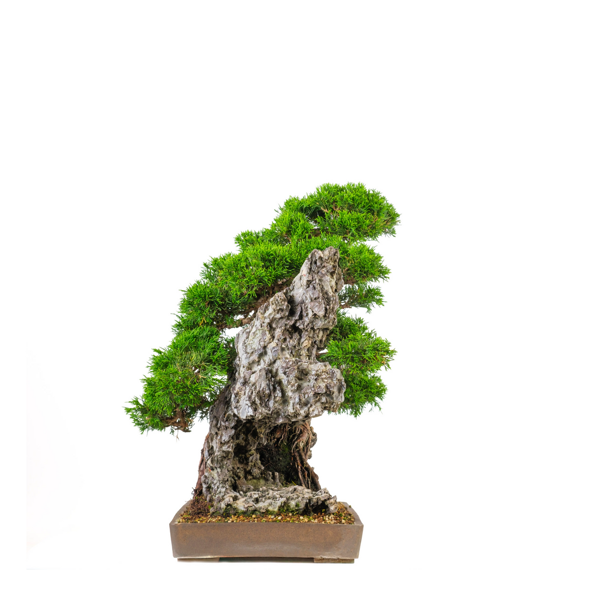 Juniperus chinensis (Kinesisk enebær) nr. 89, højde ~52 cm