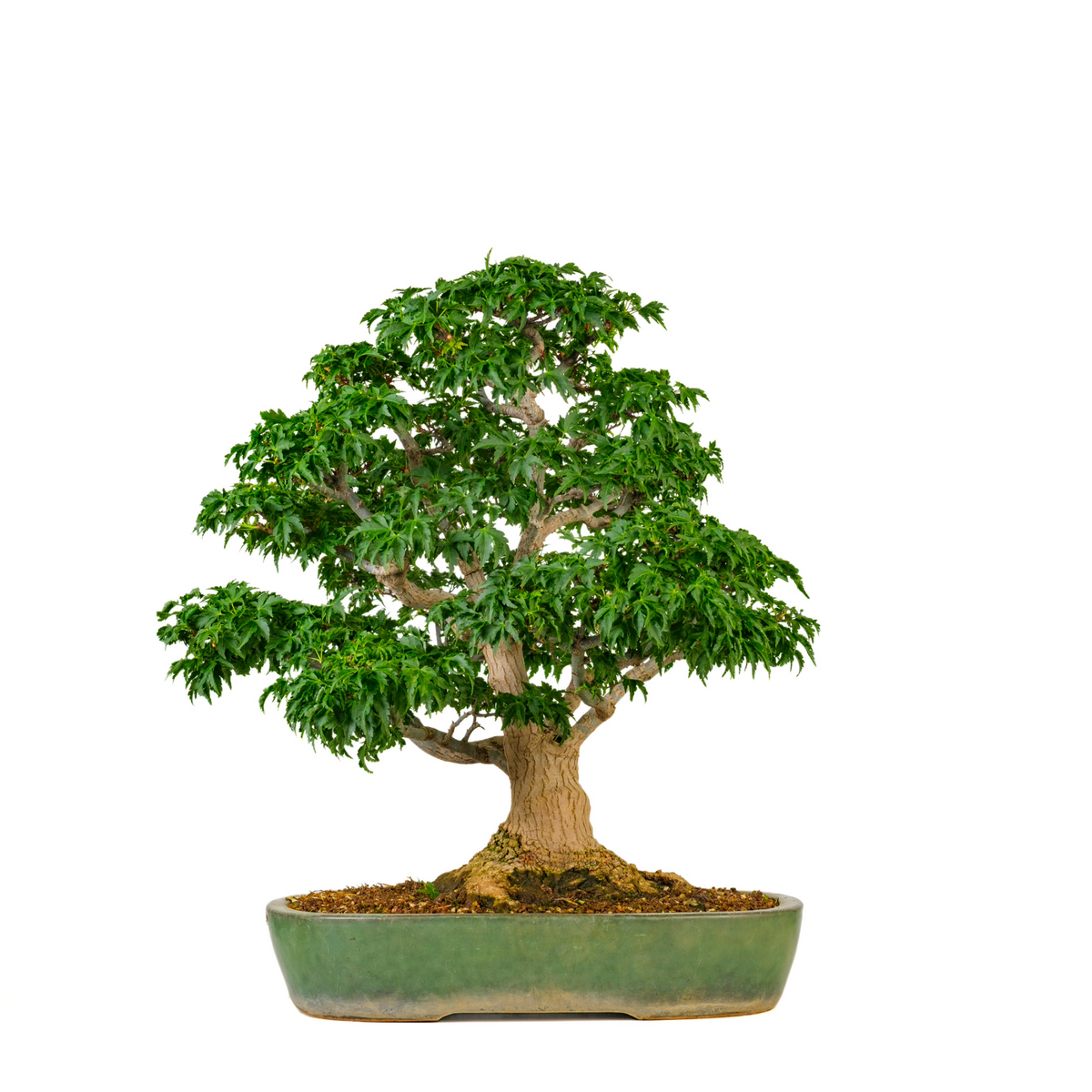 Acer palmatum 'Shishigashira' (Japansk løn) nr. 110, højde ~57 cm