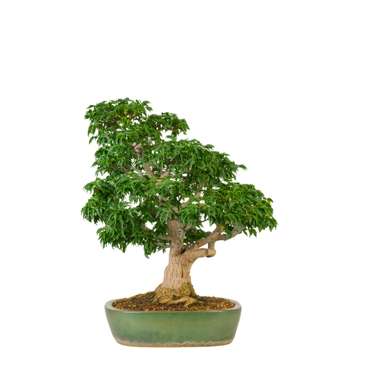Acer palmatum 'Shishigashira' (Japansk løn) nr. 110, højde ~57 cm