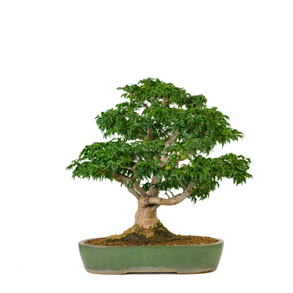 Acer palmatum 'Shishigashira' (Japansk løn) nr. 110, højde ~57 cm