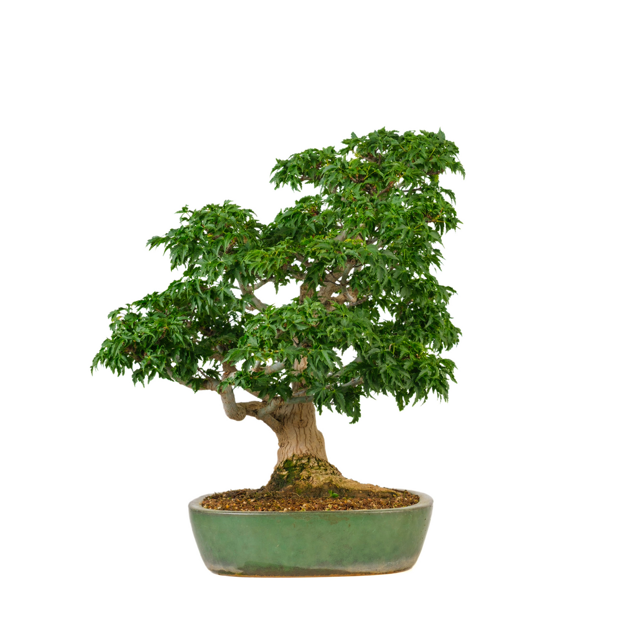 Acer palmatum 'Shishigashira' (Japansk løn) nr. 110, højde ~57 cm