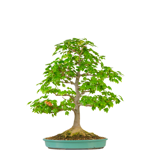 Acer buergerianum 'Miyasama' (Treflipper-løn) nr. 16, højde ~68 cm