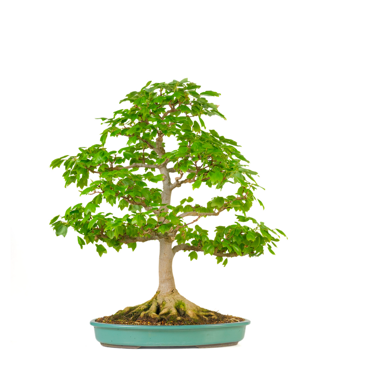 Acer buergerianum 'Miyasama' (Treflipper-løn) nr. 16, højde ~68 cm