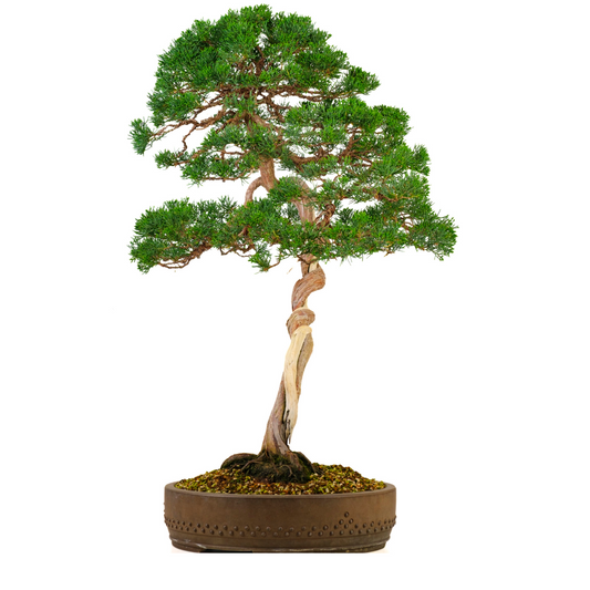 Juniperus chinensis (Kinesisk enebær) nr. 57, højde ~88 cm